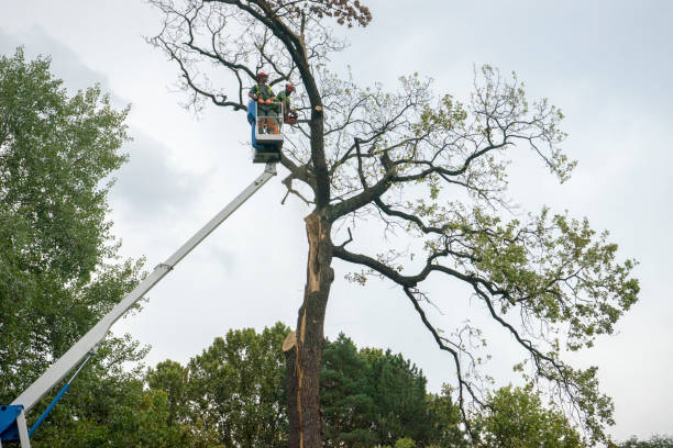 How Our Tree Care Process Works  in  South Hill, WA