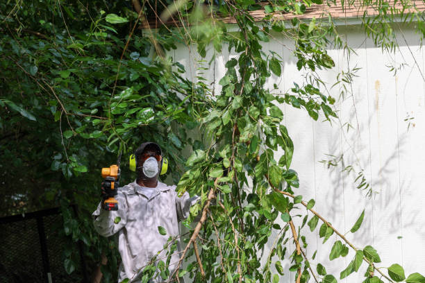 Best Root Management and Removal  in South Hill, WA